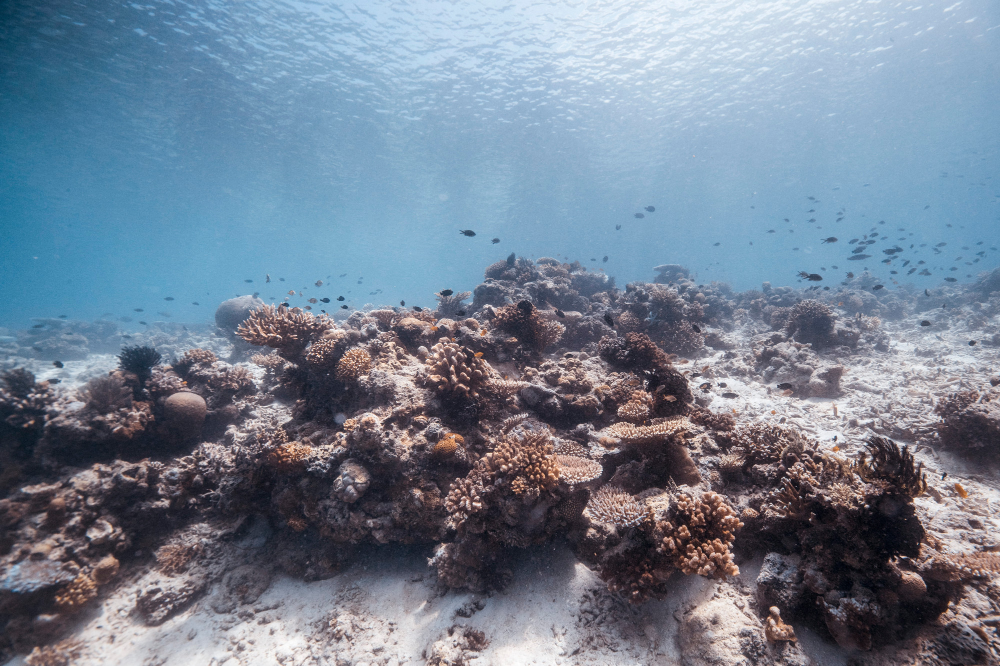A dead, brown, coral reef sits underneath the sea.