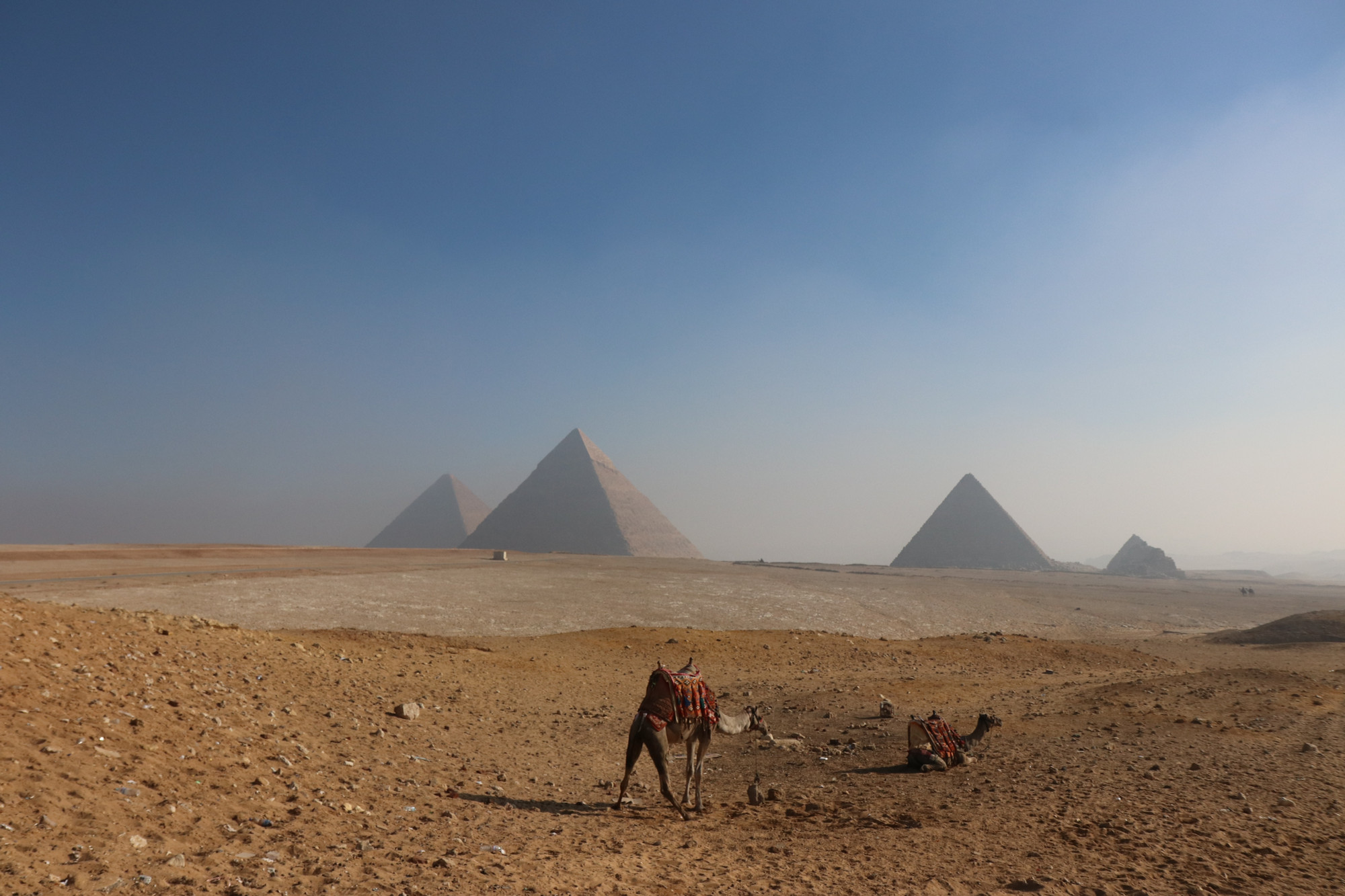 The pyramids on a misty day in the desert. Two camels are in the foreground wearing red blankets. One is resting, one is standing.